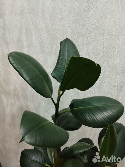 Фикус Эластика 120 см