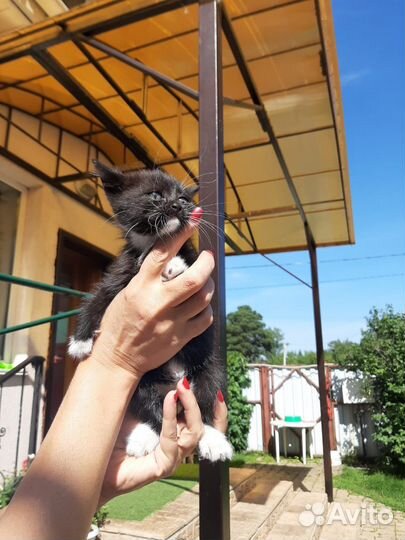 Котенок девочка