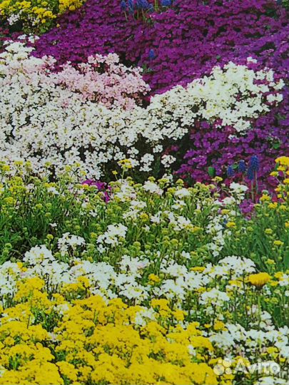 Арабис белый,котовник,шалфей,очиток желтый