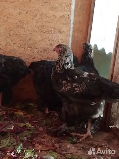 Молодые петушки породы брама