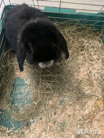 Декоративные кролики