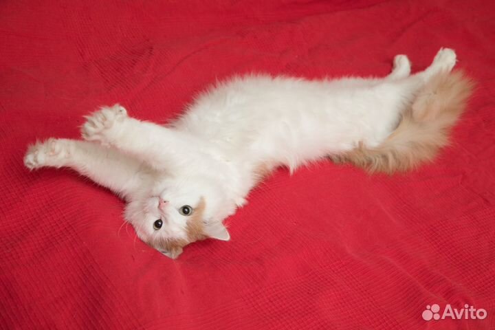 Мишаня ищет дом