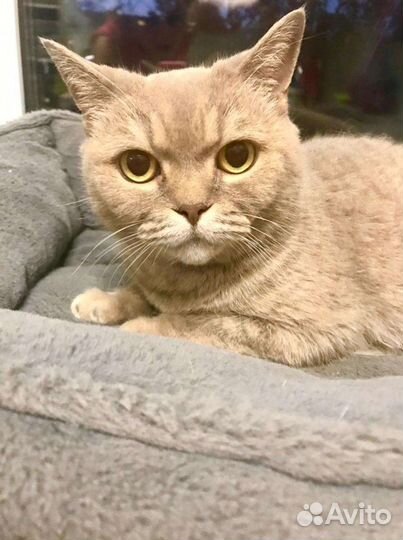 Палевая кошка британка в дар 1,5 года