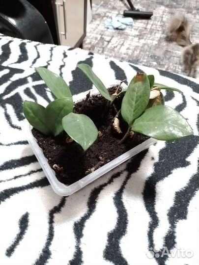 Замиокулькас