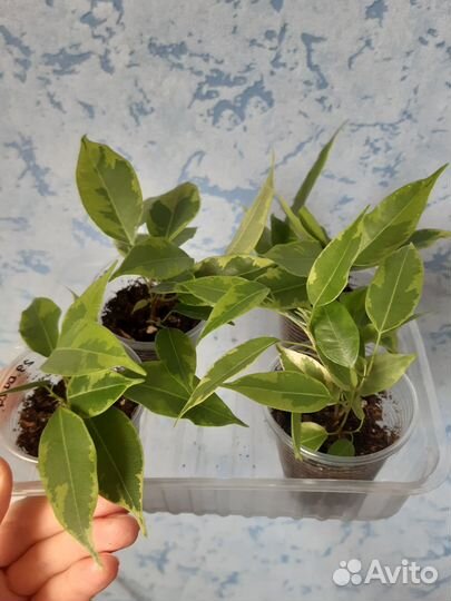 Фикус бенджамина,черенки укорененные