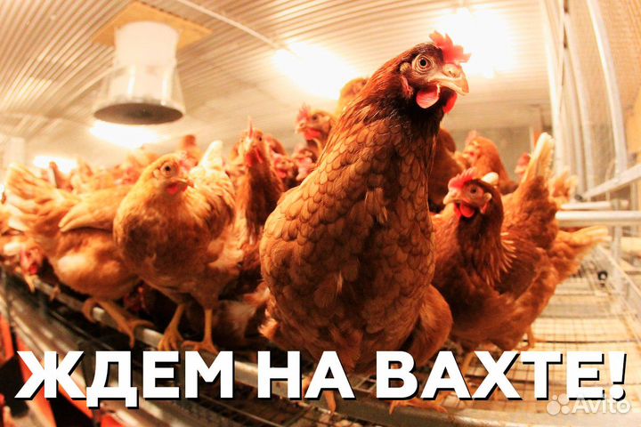 Укладчик упаковщик (птицефабрика в г. Глазов)