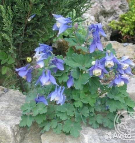 Цветы многолетние для сада