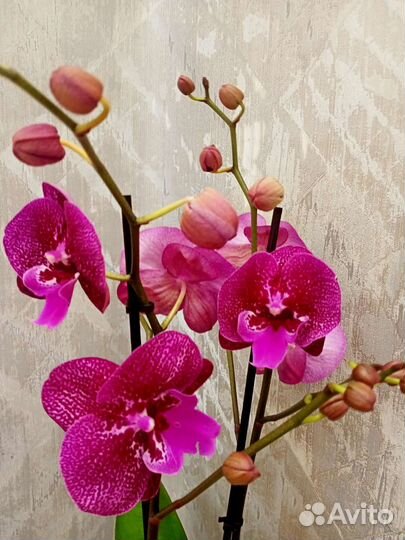 Орхидея фаленопсис Биг-Лип Ягуар отцветает