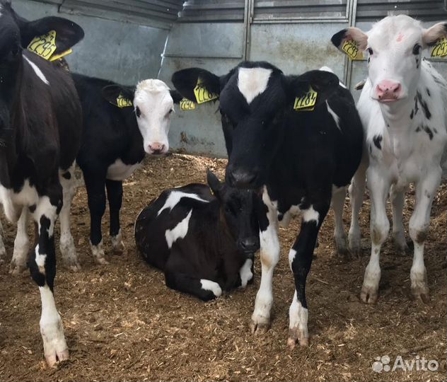 Бычки телята