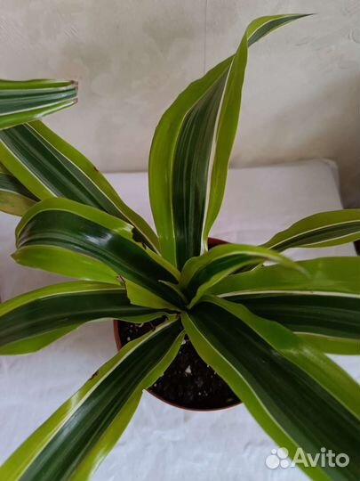 Драцена Песня Индии и другие, антуриум, агланема