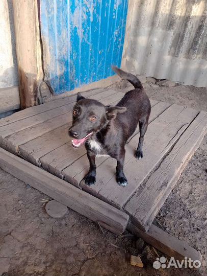 Маленькая собачка