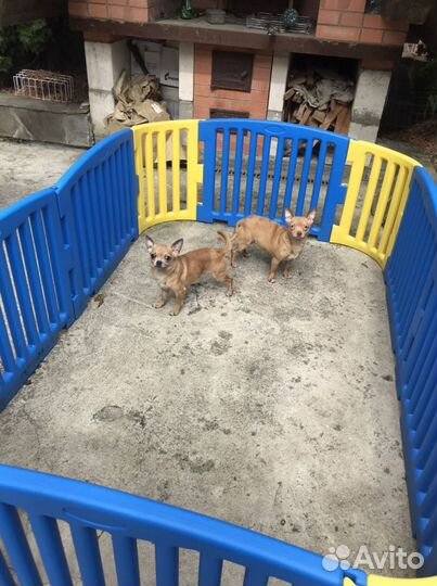 Чихуахуа мальчик и компания