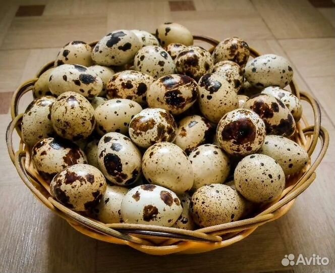 Яйца перепелиные домашние, перепела