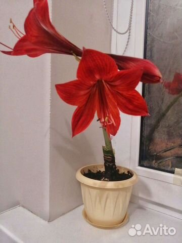 Гиппеаструм амариллис