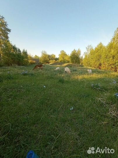 Козье молоко