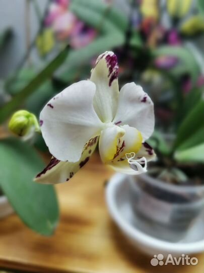 Орхидея фаленопсис
