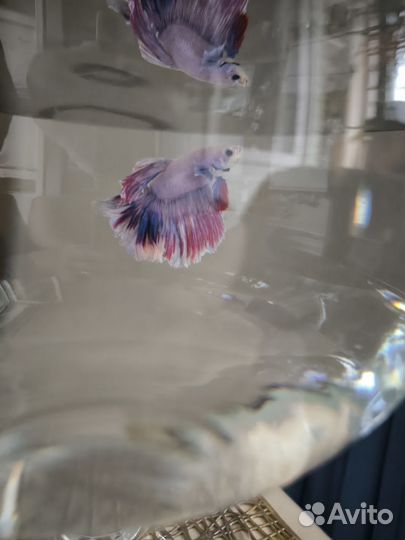 Аквариумные рыбки