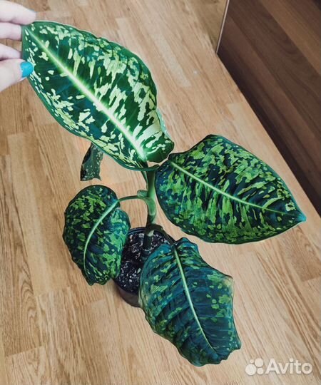 Диффенбахия Рефлектор