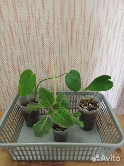 Комнатные растения