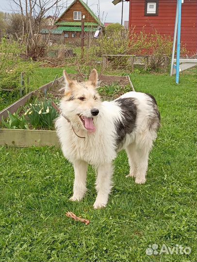 Собака в добрые руки