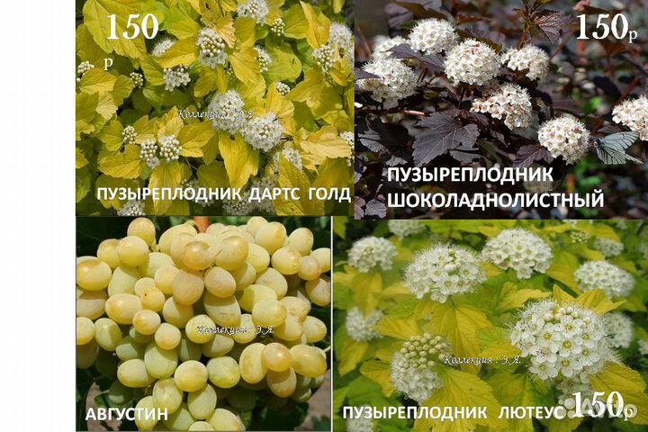 Кустарники Гортензии Малина Розы Доставка Почтой