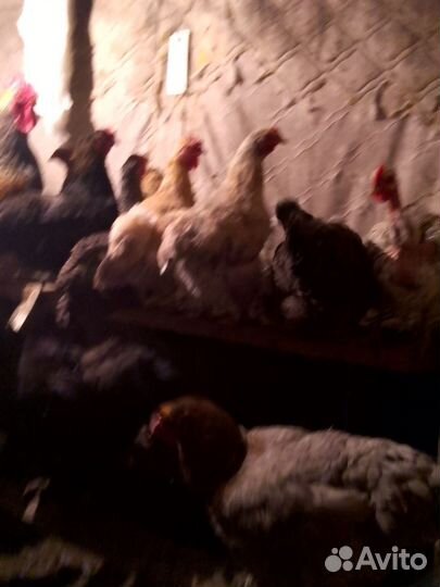 Утки,гуси,куры