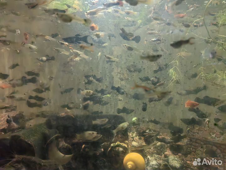 Аквариумные рыбки