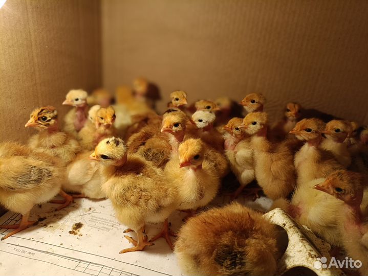 Цыплята