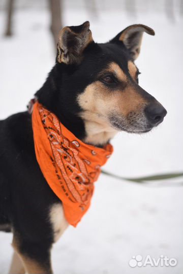 Собака-девочка из приюта