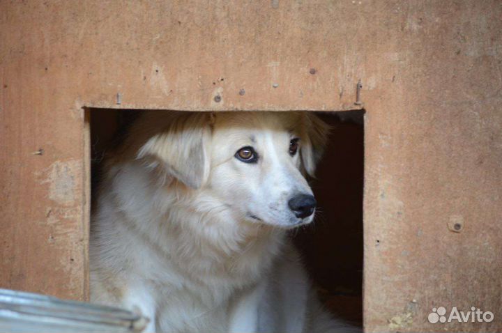 Собака из приюта в добрые руки