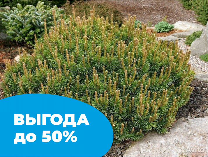 Сосна оптом и в розницу