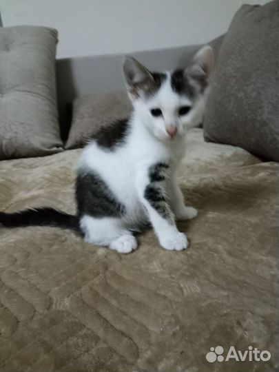 Котята в добрые руки мальчики