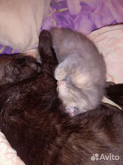 Вислоухий котенок