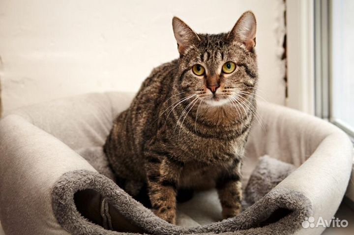 Ласковая кошка