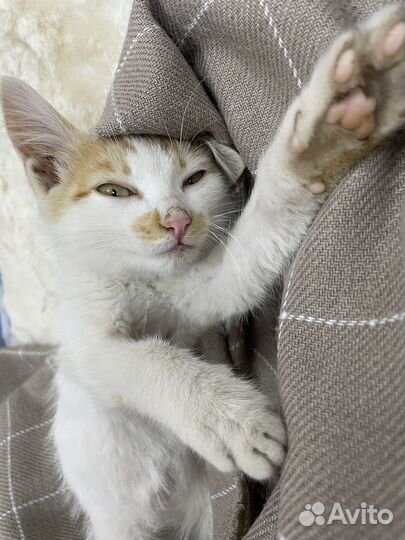 Котики бесплатно