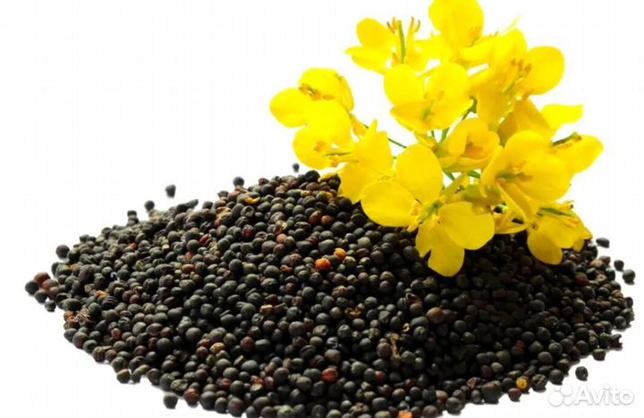 Темпштейн рапс озимый