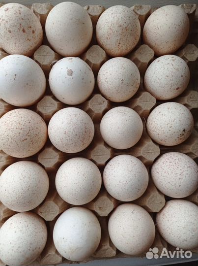 Инкубационное яйцо оптом и в розницу