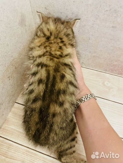 Шотландская золотая шиншилла