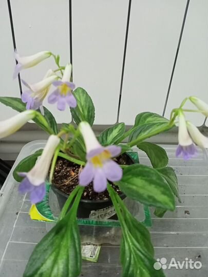 Хириты, традесканция