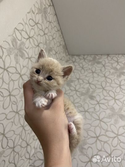 Продам котят трехцветные