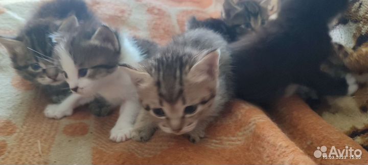 Кошка в дар бесплатно