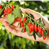 Саженцы годжи (чудо ягоды)