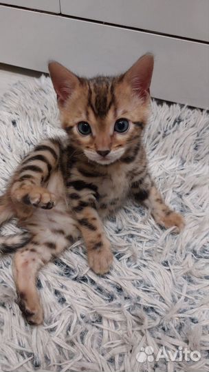 Бенгальский котик, мини леопард