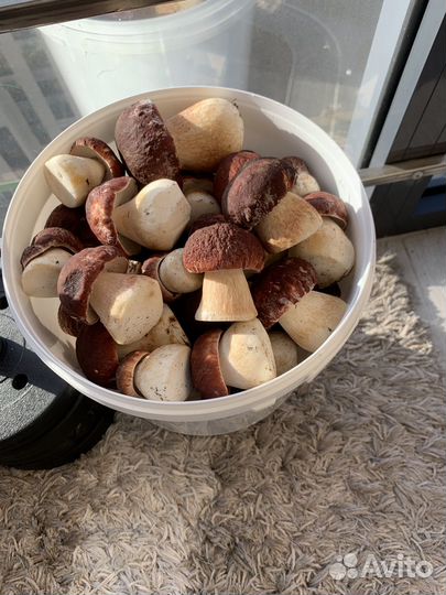 Грибы белые