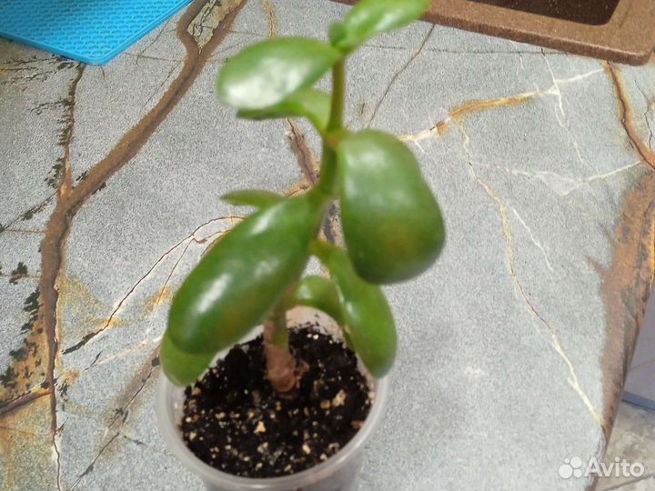 Гибискус китайская роза