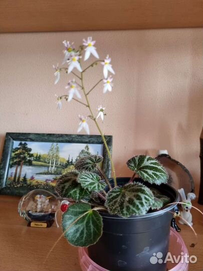 Камнеломка плетеносная