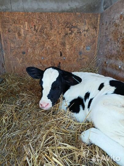 Бычки,телочки