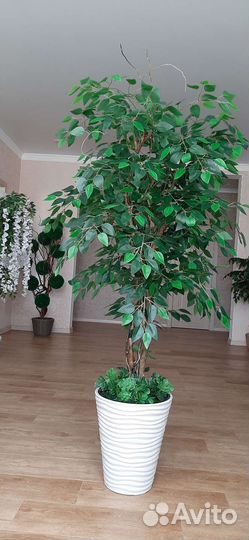 Искусственный фикус