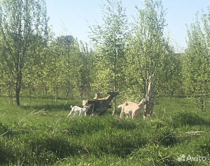 Молоко козье, творог, йогурт, сыр адыгей, яйца кур