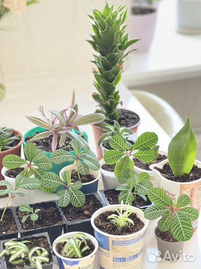 Комнатные растения (детки)